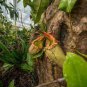 Tropical Pitcher Plant Giant Nepenthes 100 Seeds