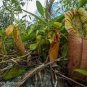 Tropical Pitcher Plant Giant Nepenthes 100 Seeds