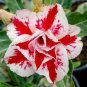 Rare Pink Adenium Obesum 20 Seeds