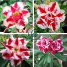 Rare Pink Adenium Obesum 200 Seeds
