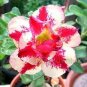 Rare Pink Adenium Obesum 200 Seeds