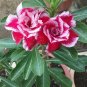 Rare Pink Adenium Obesum 200 Seeds