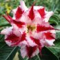 Rare Pink Adenium Obesum 200 Seeds