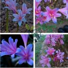 Mixed Amaryllis 200 Seeds