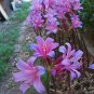 Mixed Amaryllis 200 Seeds