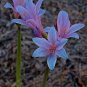 Mixed Amaryllis 200 Seeds