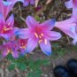 Mixed Amaryllis 200 Seeds