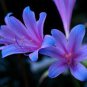 Mixed Amaryllis 200 Seeds