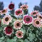 Amaranth Red Light Yellow Sunflowers 40 Seeds