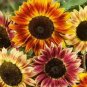 Amaranth Red Light Yellow Sunflowers 40 Seeds