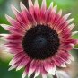 Amaranth Red Light Yellow Sunflowers 40 Seeds