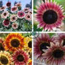Amaranth Red Light Yellow Sunflowers 100 Seeds
