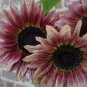 Amaranth Red Light Yellow Sunflowers 100 Seeds