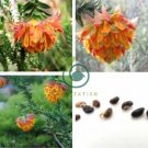 Liparia splendens Flower 4 Seeds