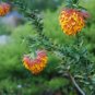 Liparia splendens Flower 4 Seeds