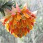 Liparia splendens Flower 4 Seeds