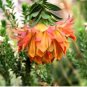 Liparia splendens Flower 4 Seeds