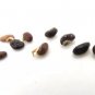 Liparia splendens Flower 4 Seeds