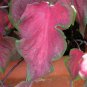 Caladium Dwarf Bonsai Plant Burnt Rose Elephant Ear Beautiful Bonsai 400 Seeds