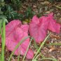 Caladium Dwarf Bonsai Plant Burnt Rose Elephant Ear Beautiful Bonsai 400 Seeds