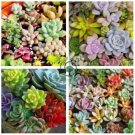 Mix Lithops Rare Succulent Living Stone 200 Seeds