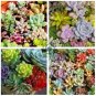 Mix Lithops Rare Succulent Living Stone 200 Seeds