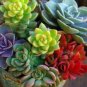 Mix Lithops Rare Succulent Living Stone 200 Seeds