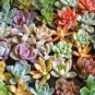 Mix Lithops Rare Succulent Living Stone 200 Seeds