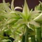 Green Hippeastrum Rutilum Flower 200 Seeds