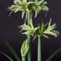 Green Hippeastrum Rutilum Flower 200 Seeds