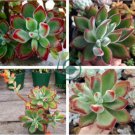 Rare Succulent plants 20 Seeds