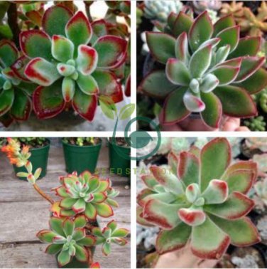 Rare Succulent plants 20 Seeds