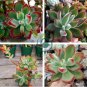 Rare Succulent plants 20 Seeds
