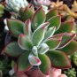 Rare Succulent plants 20 Seeds