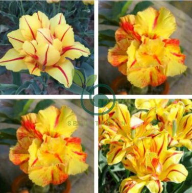Yellow Golden Double Petals with Irregular Red Stripes 8 Seeds