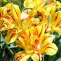 Yellow Golden Double Petals with Irregular Red Stripes 8 Seeds