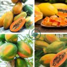 Hainan Yellow Skin Yellow Inside Papaya Fruits 12 Seeds