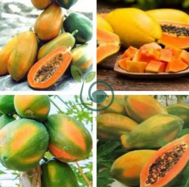 Hainan Yellow Skin Yellow Inside Papaya Fruits 12 Seeds