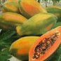 Hainan Yellow Skin Yellow Inside Papaya Fruits 12 Seeds