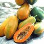Hainan Yellow Skin Yellow Inside Papaya Fruits 12 Seeds