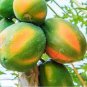Hainan Yellow Skin Yellow Inside Papaya Fruits 12 Seeds