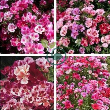 Clarkie Godetia Double Azalea Strain 100 Seeds