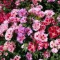 Clarkie Godetia Double Azalea Strain 100 Seeds