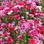 Clarkie Godetia Double Azalea Strain 100 Seeds