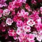 Clarkie Godetia Double Azalea Strain 100 Seeds