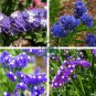Blue Sea Lavender 60 Seeds