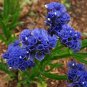 Blue Sea Lavender 60 Seeds