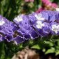 Blue Sea Lavender 60 Seeds