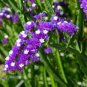 Blue Sea Lavender 60 Seeds