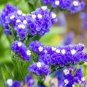 Blue Sea Lavender 60 Seeds